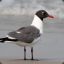 laughing_gull