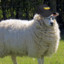 Sheep Have Wool