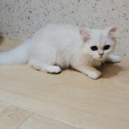 厦门会开茉莉花