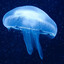 jelly fish