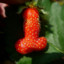 strawberry dick