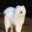Kapohusky