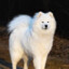 Kapohusky