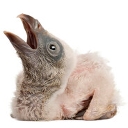 Миша ГОРОБЕЦ