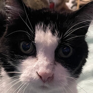 Meowdy Yall