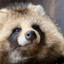 Ta-Ta-Tanuki