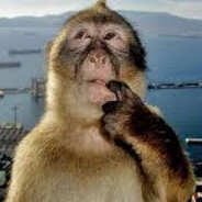king KONG avatar