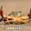 CrackedOutCrab64