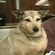 Doge_697 avatar