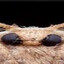 Moth