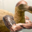 el dodo