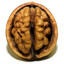 Wallnut_Brain