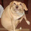 me dog