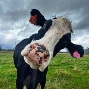 我是牛精灵摆烂最有名