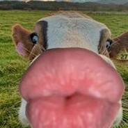 Dbrewx