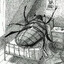 Gregor Samsa
