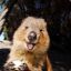 Quokka