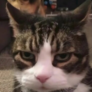 貓の救世主在这里