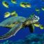 FlyinSeaTurtle