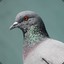 pigeon