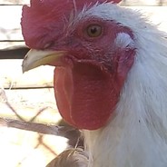 Запах петуха