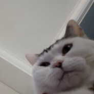 都是懂哥 但没人懂哥