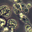 Amoebidium