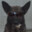 jerry superdog