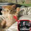 massoviy giant