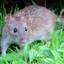Rat
