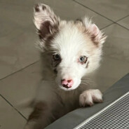 热心市民吴先生