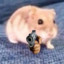 hamster forces you at gunpoint