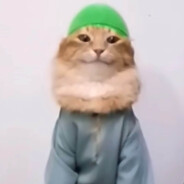 meowster bird