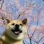 云上的青蛙