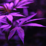 AhmedDurak1337 skins.army