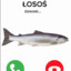 Losos