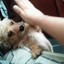 Amo Dogs