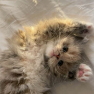 АБАЮНДА - steam id 76561199817882121