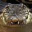 Krok