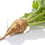Sugar Beet