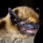 Pipistrellus pipistrellus