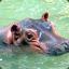 Swimmin&#039; Baby Hippo