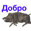 КАБАНЧИК
