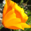 The California Poppy