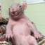 Friendly Rat