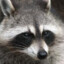 ElRacoon