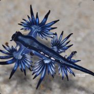 Jang - steam id 76561197960720127