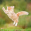 catto