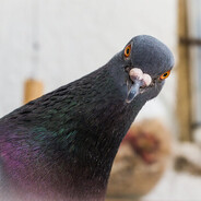 just pigeon