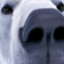polar bear